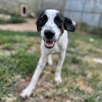 Lizzo -  Mixed Breed and None Dog for Adoption in Brownsboro, Alabama - Lizzo | PetCurious