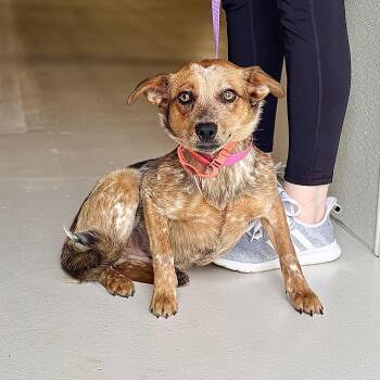 Australian Cattle Dog Blue Heeler Dogs Available for Adoption in Chicago, Illinois - Twirls | PetCurious