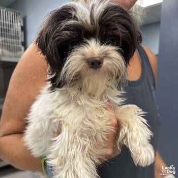 Elvin -  Shih Tzu Dog for Adoption in Washington, District Of Columbia - Elvin | PetCurious