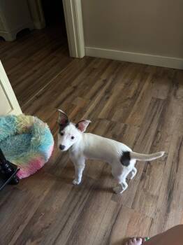 Celeste -  Chihuahua and Terrier Dog Available for Adoption in Troy, Virginia - Celeste | PetCurious