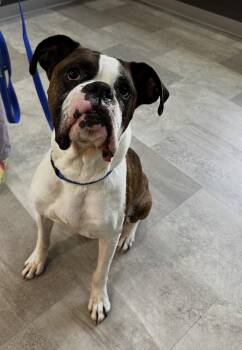 Sarge -  Boxer Dog for Adoption in Grand Haven, Michigan - Sarge | PetCurious