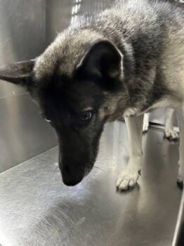 Rescue Anatolian Shepherd and Mixed Breed Dogs for Adoption in Fort Worth, Texas - 59434730 | PetCurious