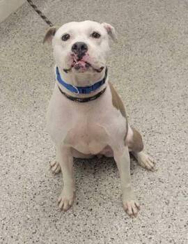 Roxy -  Pit Bull Terrier and Mixed Breed Dog for Adoption in Kansas City, Missouri - Roxy | PetCurious