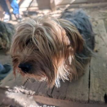 Bear -  Yorkshire Terrier Dog for Adoption in West Plains, Missouri - Bear | PetCurious