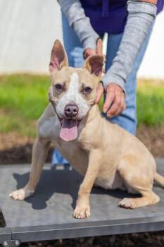 Whitney -  Mixed Breed Dog for Adoption in Chamblee, Georgia - Whitney | PetCurious