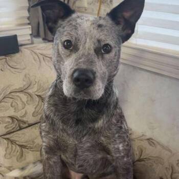 Australian Cattle Dog Blue Heeler Dogs Available for Adoption in Ferndale, Washington - Remi | PetCurious