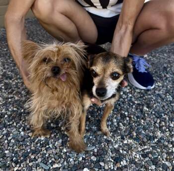 Paris -  Yorkshire Terrier Dog for Adoption in Tucson, Arizona - Paris | PetCurious