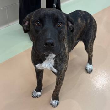 Rescue Mixed Breed Dogs for Adoption in Winston-salem, North Carolina - Teriyaki | PetCurious