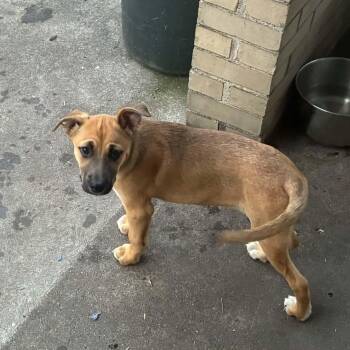 Pepsi -  Shepherd and Mixed Breed Dog for Adoption in Greensburg, Pennsylvania - Pepsi | PetCurious