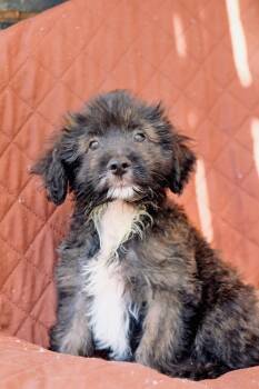 Rodeo -  Maltipoo and Border Terrier Dog for Adoption in San Diego, California - Rodeo | PetCurious