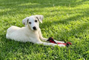**GUTHRIE** -  Labrador Retriever and Great Pyrenees Dog for Adoption in North Prairie, Wisconsin - **GUTHRIE** | PetCurious