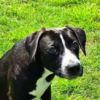 Topanga (20260910-03) -  Labrador Retriever Dog for Adoption in Niagara Falls, Ontario - Topanga (20260910-03) | PetCurious
