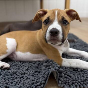 Hams -  Hound and Mixed Breed Dog for Adoption in Chesapeake, Virginia - Hams | PetCurious
