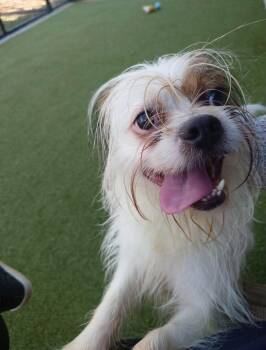 Jefferson -  Shih Tzu and Terrier Dog for Adoption in Uxbridge, Massachusetts - Jefferson | PetCurious