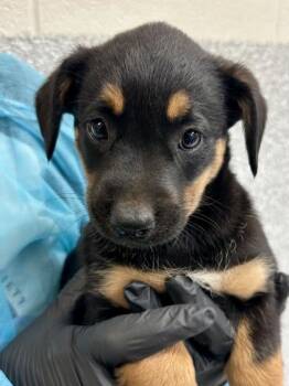 Mixed Breed Dogs Available for Adoption in Wichita, Kansas - Whopper | PetCurious