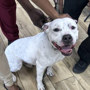 Mixed Breed Dogs Available for Adoption in Newark, New Jersey - Sincere | PetCurious