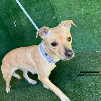 A5805971/Princess -  Chihuahua and Mixed Breed Dog for Adoption in Bend, Oregon - A5805971/Princess | PetCurious