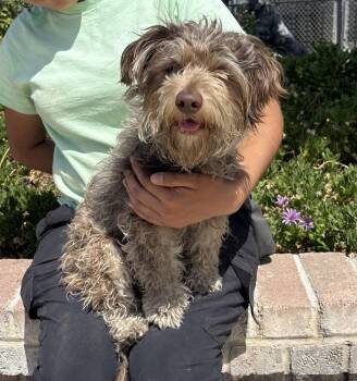 Poodle and Terrier Dogs Available for Adoption in Lathrop, California - Lindsey | PetCurious