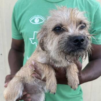 Enzo - Local July 10-12 -  Rat Terrier Dog for Adoption in Brookshire, Texas - Enzo - Local July 10-12 | PetCurious