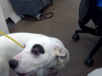 Mixed Breed Dogs Available for Adoption in Dallas, Texas - STUART | PetCurious