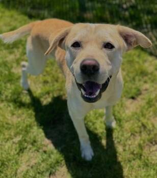 Sunny -  Mixed Breed Dog for Adoption in Missoula, Montana - Sunny | PetCurious