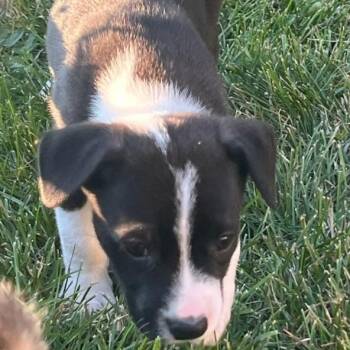 BC -  Australian Shepherd Dog for Adoption in Troy, Missouri - BC | PetCurious