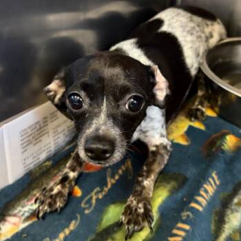 Dottie -  Chihuahua Dog for Adoption in Ardmore, Oklahoma - Dottie | PetCurious