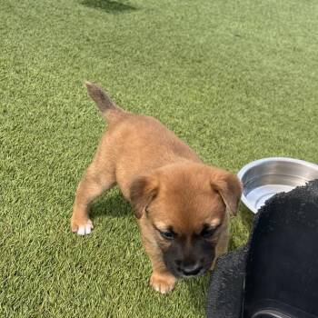 Queen 3916 -  Terrier and Mixed Breed Dog for Adoption in Loxahatchee Groves, Florida - Queen 3916 | PetCurious