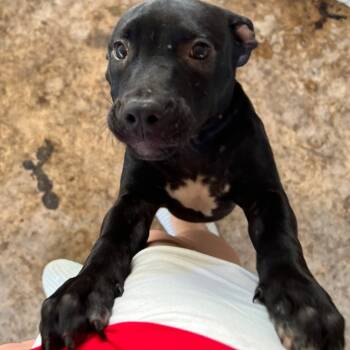 Rescue Pit Bull Terrier and Mixed Breed Dogs for Adoption in Tomball, Texas - Lucy | PetCurious