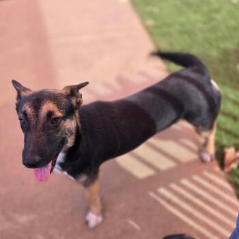 Hoagie -  Corgi and Shepherd Dog for Adoption in San Antonio, Texas - Hoagie | PetCurious