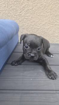 Kahlo -  French Bulldog and Chihuahua Dog for Adoption in Orlando, Florida - Kahlo | PetCurious