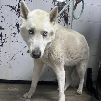 Mixed Breed Dogs Available for Adoption - Reus | PetCurious