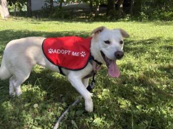 Holly -  Shepherd and Mixed Breed Dog for Adoption in Morristown, New Jersey - Holly | PetCurious