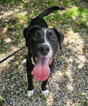 Ricky -  Australian Cattle Dog Blue Heeler and Labrador Retriever Dog for Adoption in Calera, Alabama - Ricky | PetCurious