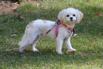 Rescue Cavalier King Charles Spaniel and Bichon Frise Dogs for Adoption in East Greenville, Pennsylvania - Chloe | PetCurious