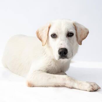 Oliver -  Yellow Labrador Retriever Dog for Adoption in Mason, Texas - Oliver | PetCurious