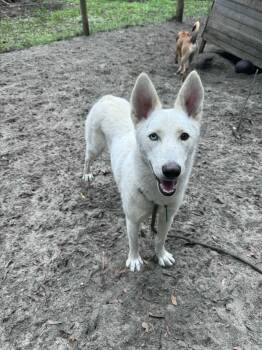 Husky Dogs Available for Adoption - Winter | PetCurious