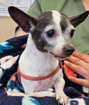 Stitch -  Chihuahua Dog for Adoption in Evergreen, Colorado - Stitch | PetCurious