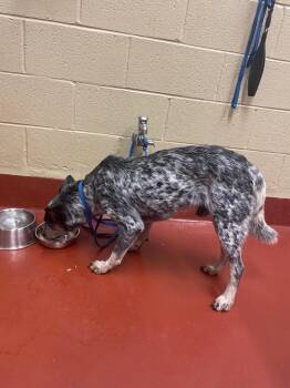 Sid -  Cattle Dog Dog for Adoption in Douglasville, Georgia - Sid | PetCurious