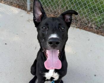 GATOR -  Labrador Retriever and Mixed Breed Dog for Adoption in Charlotte, North Carolina - GATOR | PetCurious