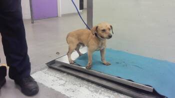 IAN -  Chihuahua and Mixed Breed Dog for Adoption in Houston, Texas - IAN | PetCurious
