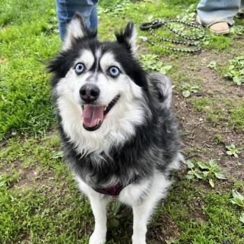Pomeranian and Husky Dogs Available for Adoption in Concord, New Hampshire - Chase | PetCurious