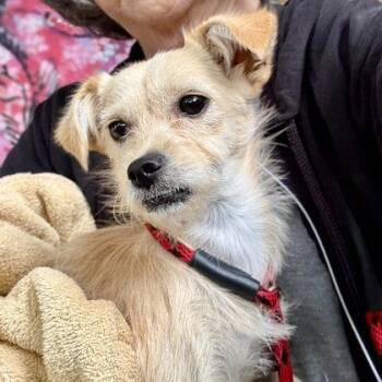 Masala -  Mixed Breed Dog for Adoption in Oakland, California - Masala | PetCurious