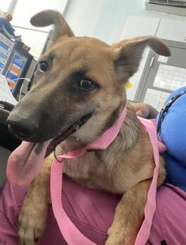 PENELOPE -  Mixed Breed Dog for Adoption in Dallas, Texas - PENELOPE | PetCurious
