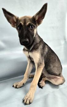 Sylvester -  German Shepherd Dog and Mixed Breed Dog for Adoption in Morton Grove, Illinois - Sylvester | PetCurious