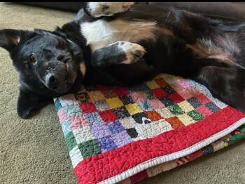 Labrador Retriever Dogs Available for Adoption - CoCo | PetCurious