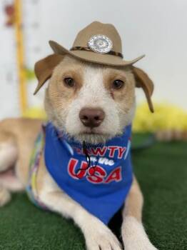 Border Terrier and Parson Russell Terrier Dogs Available for Adoption in Carlsbad, California - Apollo-One Of Our Amazing Rescue Dogs | PetCurious