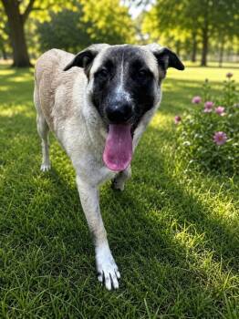 Winnie -  Shepherd Dog for Adoption in Chattanooga, Tennessee - Winnie | PetCurious