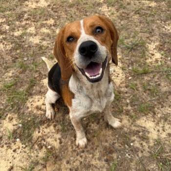 Beagle Dogs Available for Adoption in Savannah, Georgia - Doogie | PetCurious