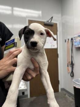Mixed Breed Dogs Available for Adoption in North Charleston, South Carolina - 06685B Denver | PetCurious